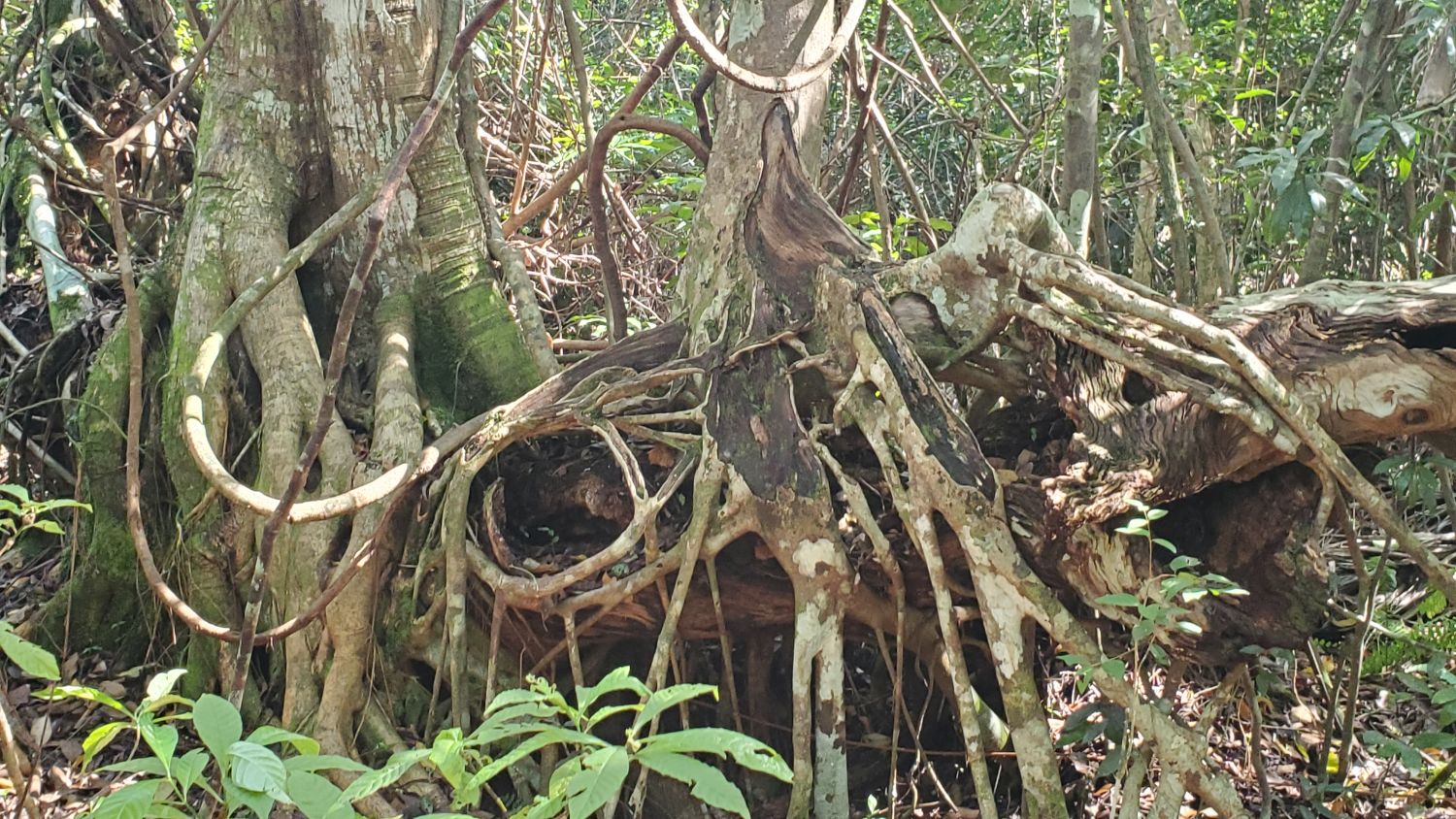 Gumbo Limbo Trail 